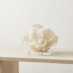 White lettuce coral sculpture styled on a console with books and a small ceramic vase