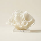 White ruffled lettuce coral sculpture on a clear acrylic block base, on a warm-white studio backdrop