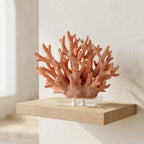 Coral-orange branching coral sculpture styled on a floating oak shelf