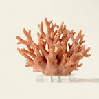 Coral-orange branching coral sculpture with speckled texture on a clear acrylic block base, on a warm-white studio backdrop